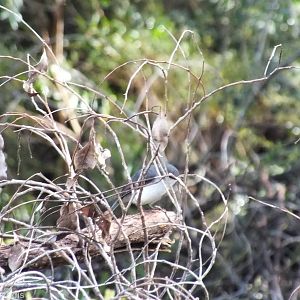 White-breasted Robin