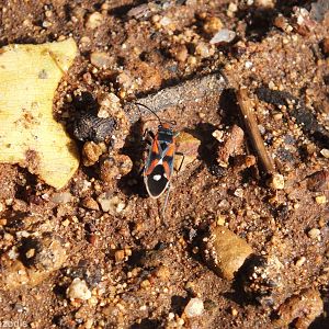 Melanerythrus mactans