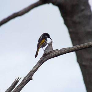 White-cheeked Honeyeater