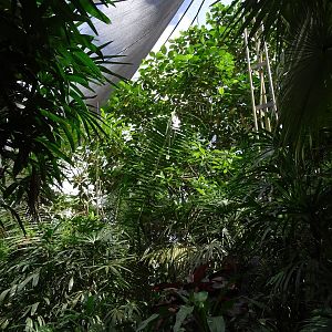 BBP 08/2016: Inside the Papuan Aviary!