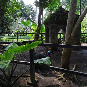 BBP 08/2016: Cassowary enclosure