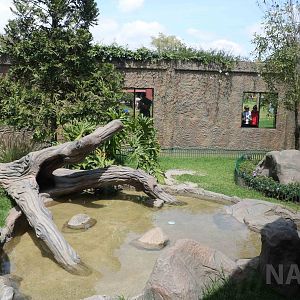 Outdoor tortoise enclosure, March 2016