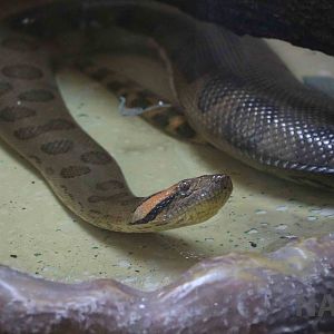 Green anaconda, March 2016