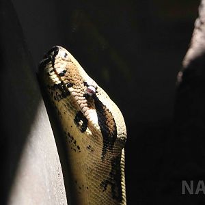 Boa constrictor, March 2016