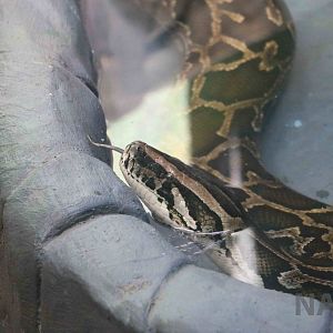 Burmese python, March 2016