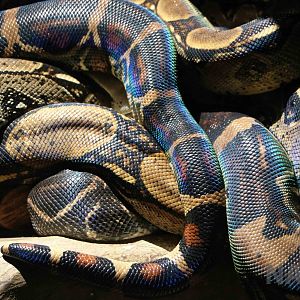 Iridescent boas, March 2016