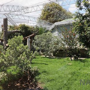 Ocelot enclosure, March 2016