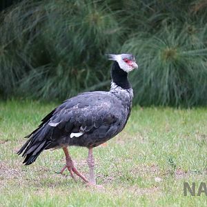 Black-necked screamer, March 2016