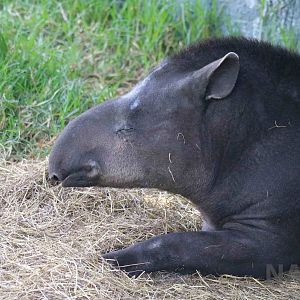 Kabomani(??) tapir, March 2016