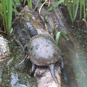 European Pond Turtle