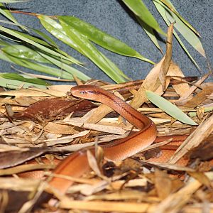 Chinese Bamboo Ratsnake