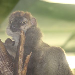 Southern Red-Fronted Lemur