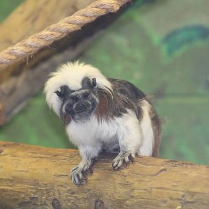 Cotton-Top Tamarin