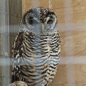 Chaco Owl