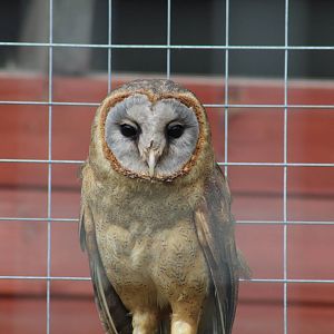 Ashy-Faced Owl