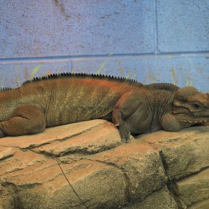 Rhinoceros Iguana