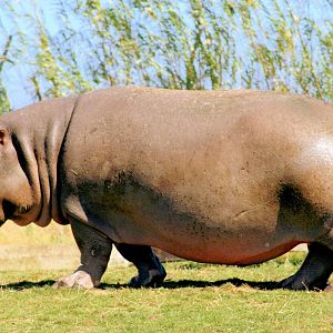 Hippopotamus (Nigna); Whipsnade; 23rd August 2016