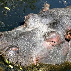 Hippopotamus (Nigna); Whipsnade; 23rd August 2016