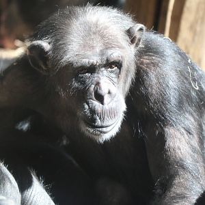 Chimpanzee - Hannah