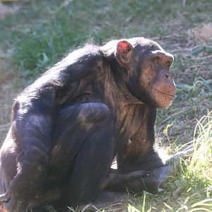 Chimpanzees