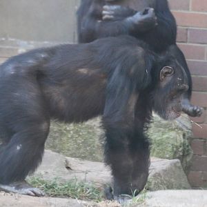 Chimpanzees
