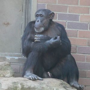 Chimpanzees