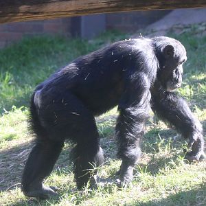 New Chimpanzee Group