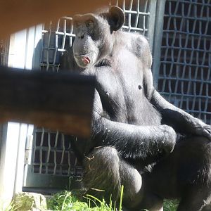 New Chimpanzee Group