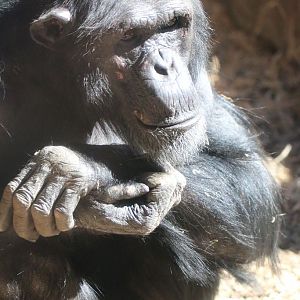 New Chimpanzee Group