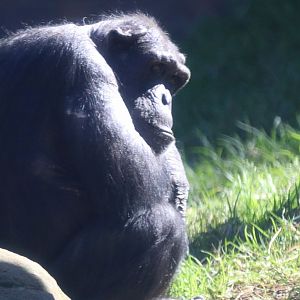 New Chimpanzee Group