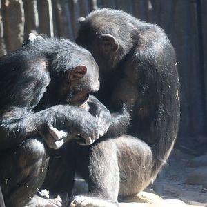 New Chimpanzee Group