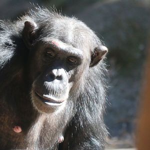 New Chimpanzee Group