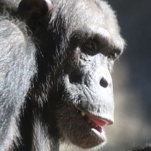 New Chimpanzee Group