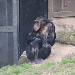 New Chimpanzee Group