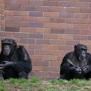 New Chimpanzee Group