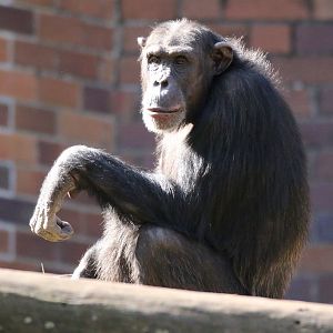 New Chimpanzee group