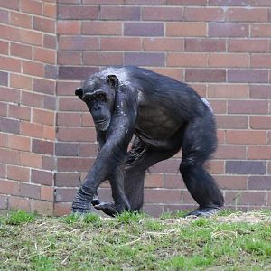 New Chimpanzee group