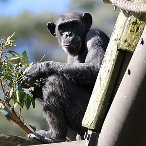 New Chimpanzee group