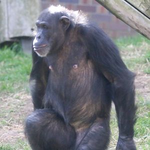 New Chimpanzee group