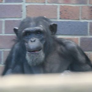 New Chimpanzee group