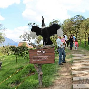 Condor zone, March 2016