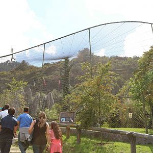 Andean condor aviary, March 2016