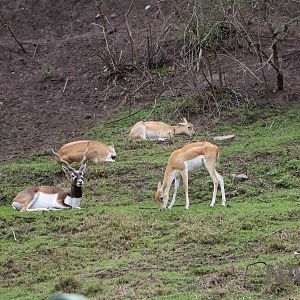 Blackbuck, March 2016