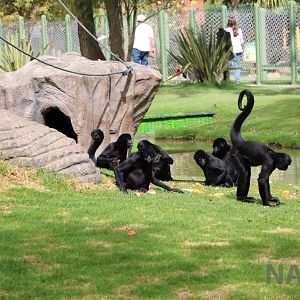 Black spider monkeys, March 2016