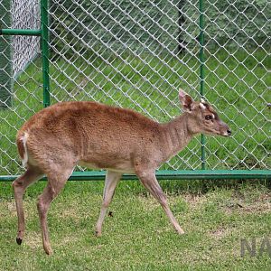 Grey brocket deer, March 2016