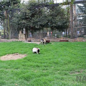 Goat enclosure, March 2016