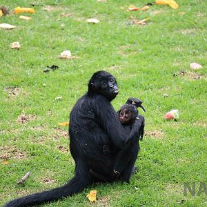 Black spider monkey + baby, March 2016