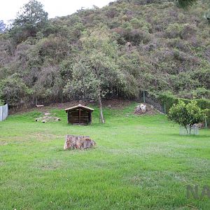 Agouti enclosure! March 2016