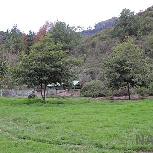 Collared peccary enclosure, March 2016