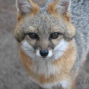 Grey fox, March 2016